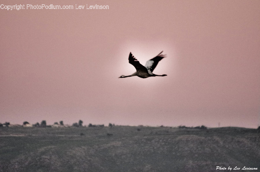 Bird, Animal, Flying, Ground, Stork