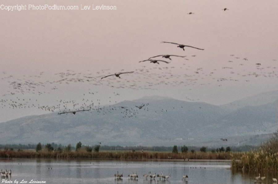 Flock, Animal, Bird, Flying, Land