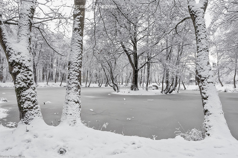 Nature, Outdoors, Snow, Tree, Plant