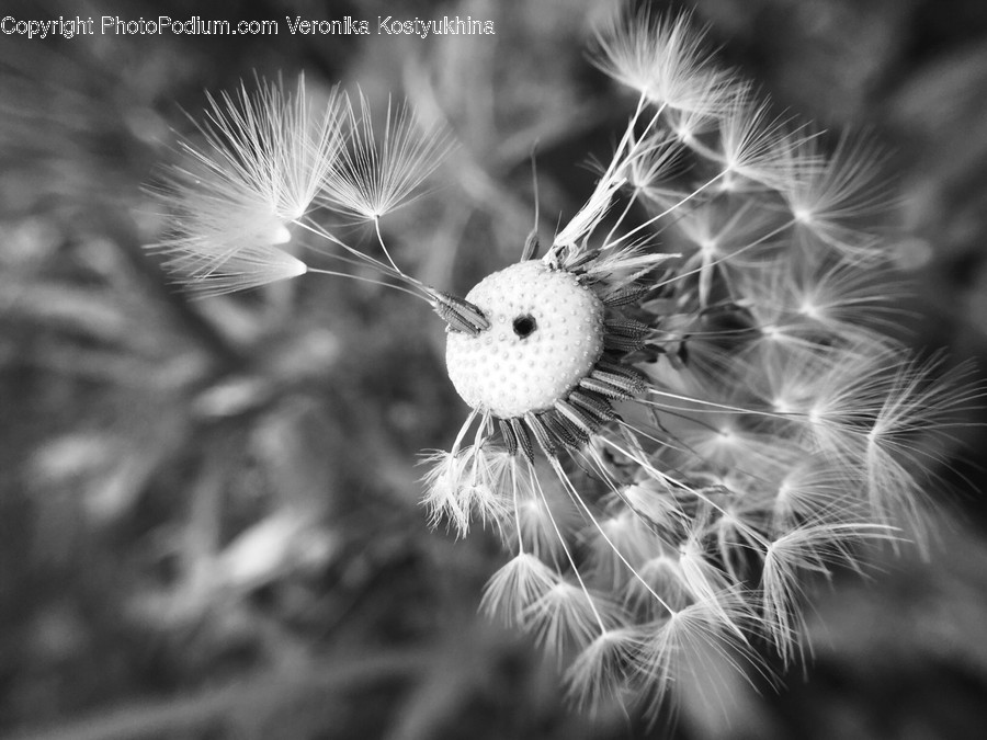Plant, Blossom, Flower, Dandelion, Animal