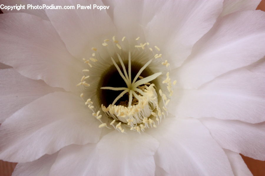 Blossom, Flora, Flower, Plant, Gladiolus, Carnation, Dahlia