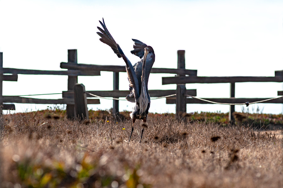 Ground, Bird, Animal, Waterfowl, Wood