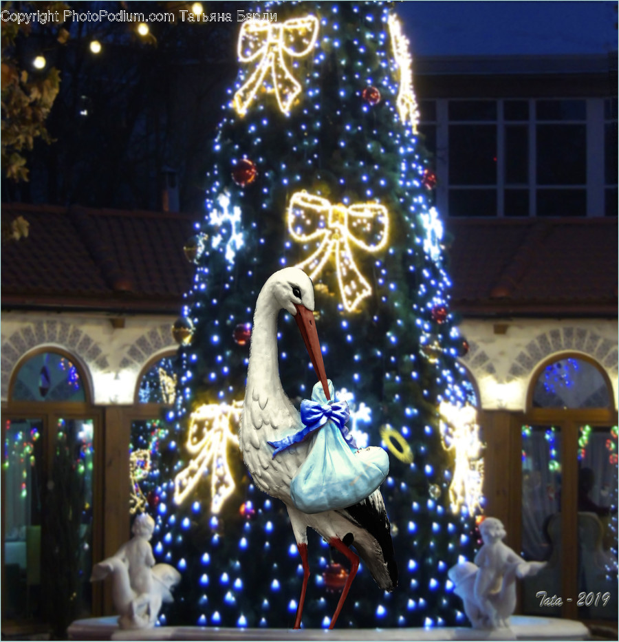 Christmas Tree, Tree, Plant, Ornament, Bird