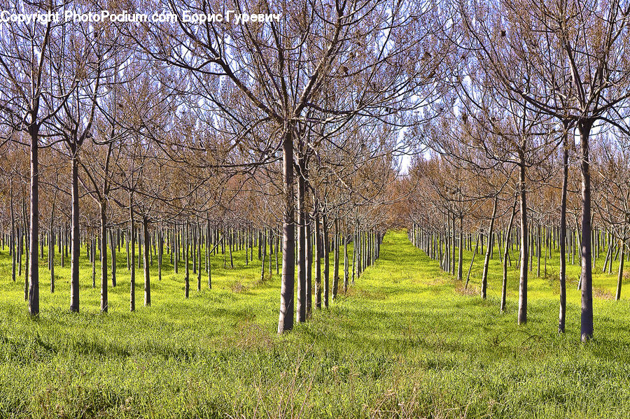 Birch, Tree, Wood, Forest, Grove, Land, Vegetation