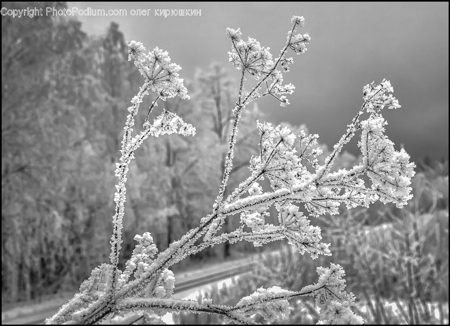 Outdoors, Ice, Nature, Snow, Frost
