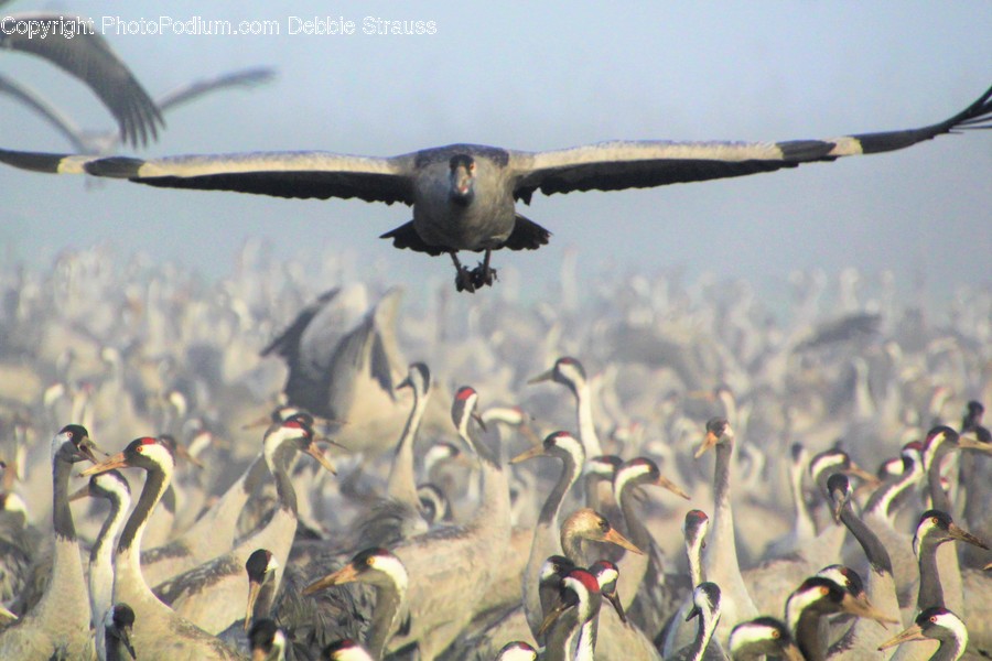 Animal, Bird, Flock, Flying, Vulture
