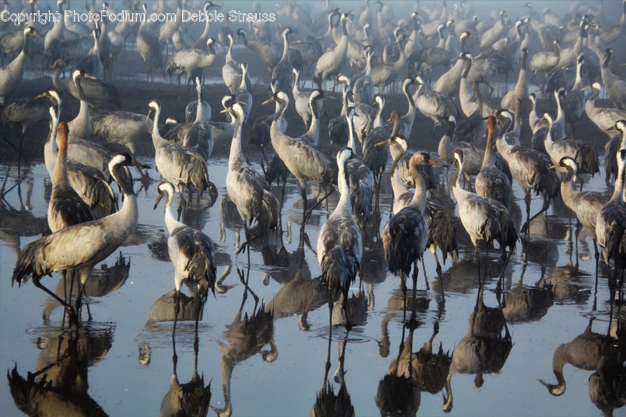 Animal, Flock, Bird, Waterfowl, Mammal