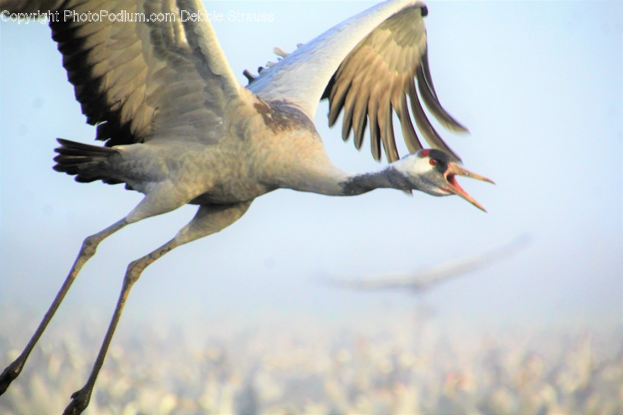 Bird, Animal, Crane Bird, Waterfowl, Stork