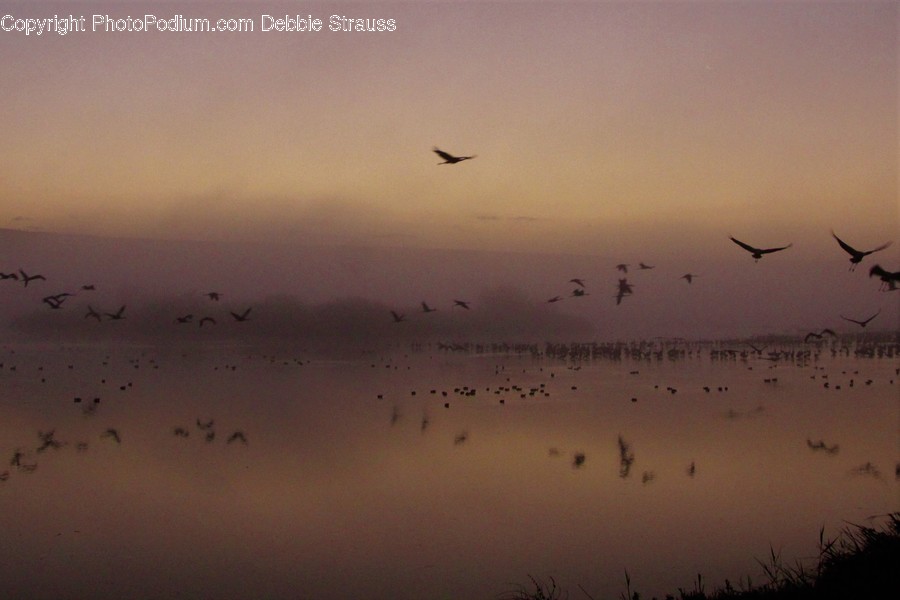 Animal, Flock, Bird, Flying