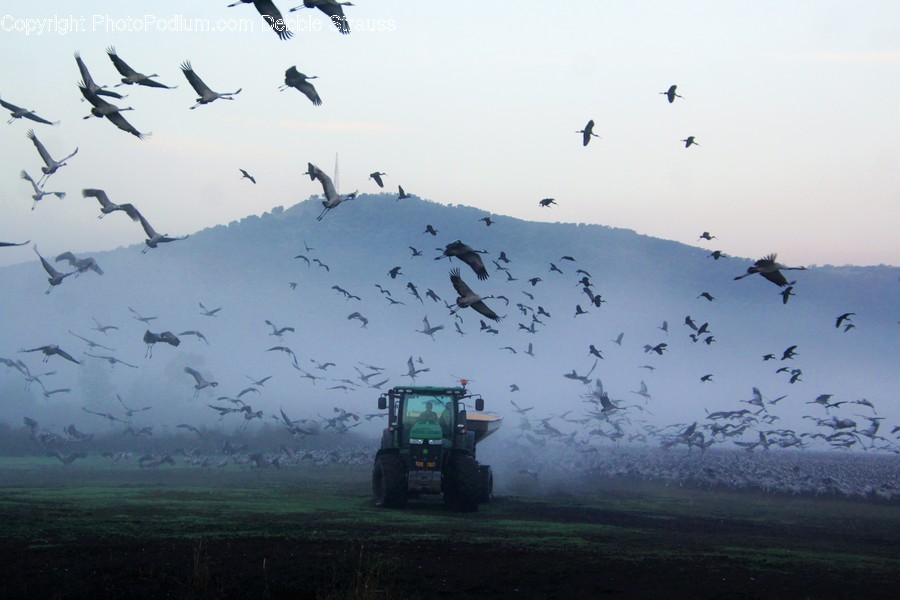Animal, Flock, Bird, Truck, Transportation
