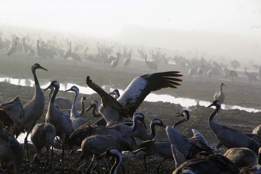 Bird, Animal, Waterfowl, Crane Bird, Flock