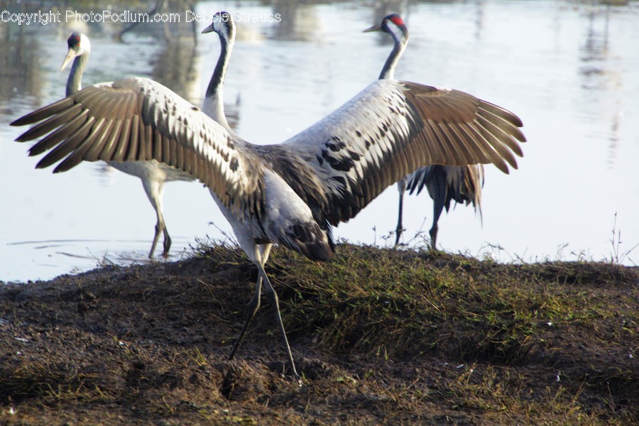 Bird, Animal, Crane Bird, Waterfowl, Stork
