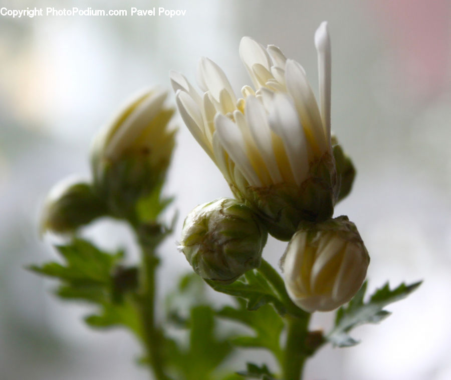 Bud, Plant, Blossom, Flora, Flower, Daisies, Daisy