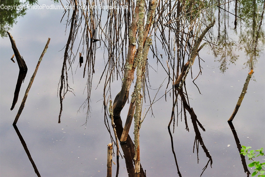Land, Nature, Outdoors, Water, Grass