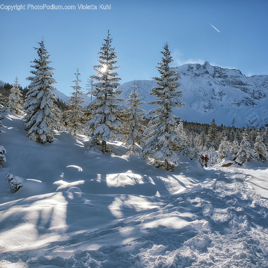 Plant, Tree, Abies, Fir, Conifer