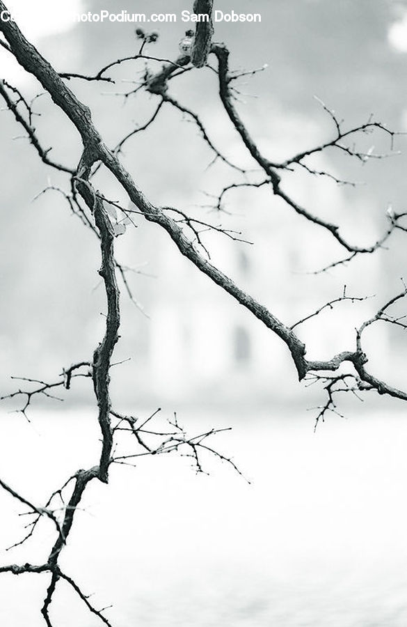 Barbed Wire, Wire, Plant, Tree, Oak, Wood, Sycamore