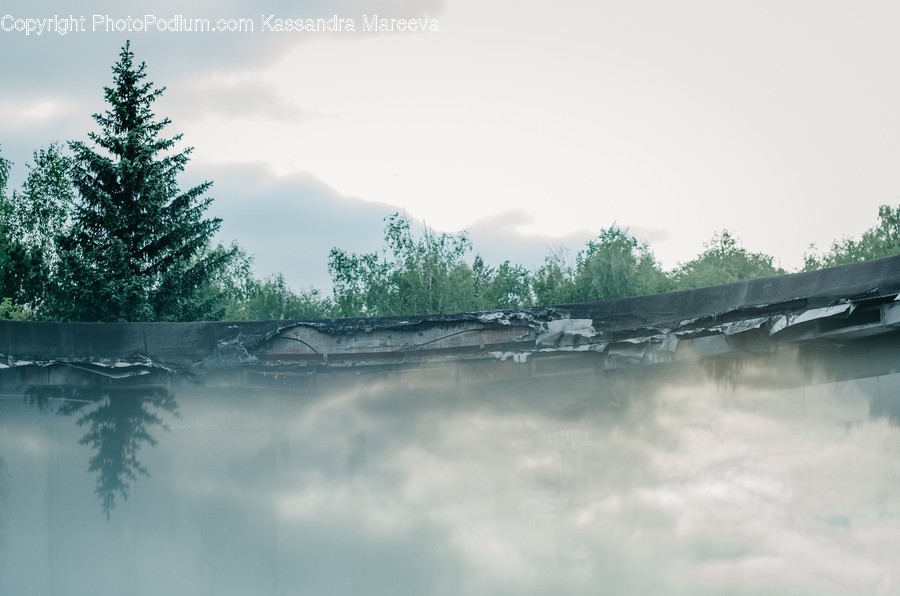 Nature, Weather, Outdoors, Fir, Plant