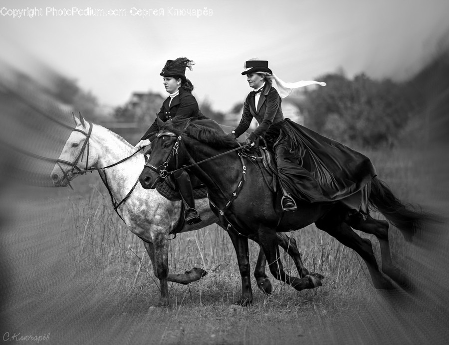 Mammal, Horse, Animal, Person, Human