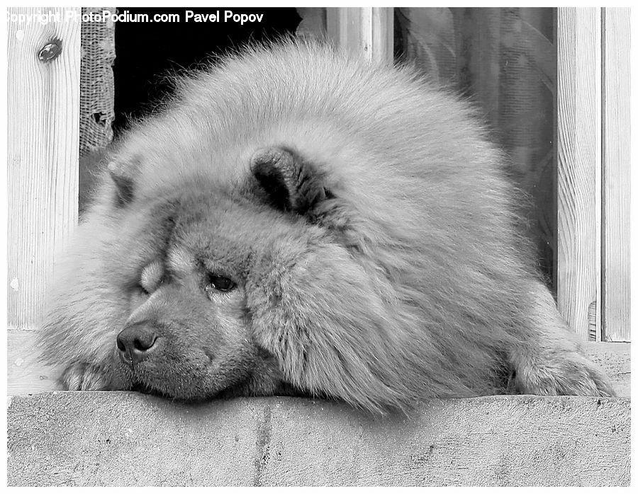 Animal, Chow, Dog, Pet, Zoo