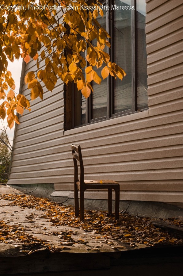 Leaf, Plant, Furniture, Chair, Tree