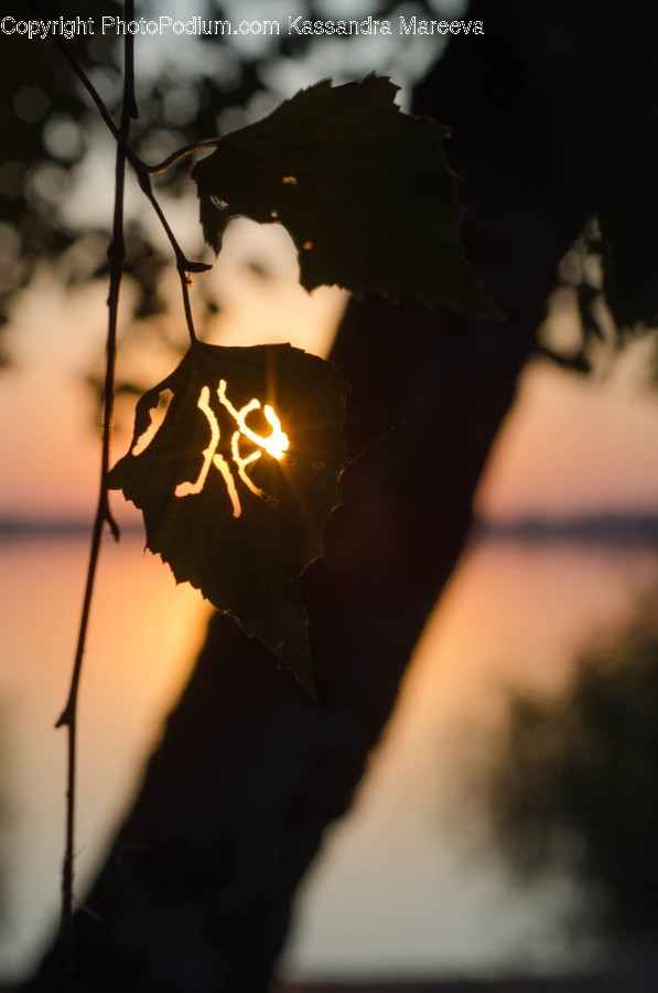 Flare, Light, Person, Human, Sunlight