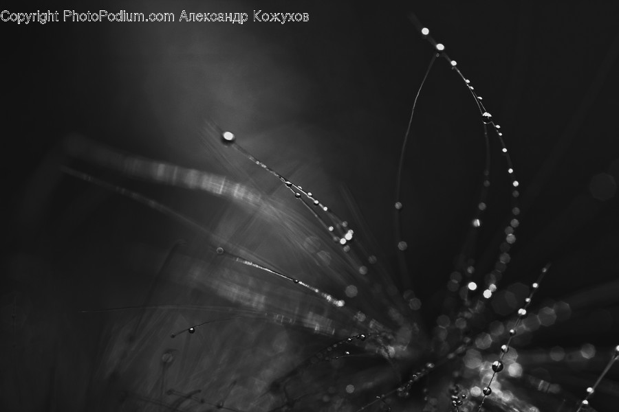 Droplet, Flare, Light, Plant, Spider Web
