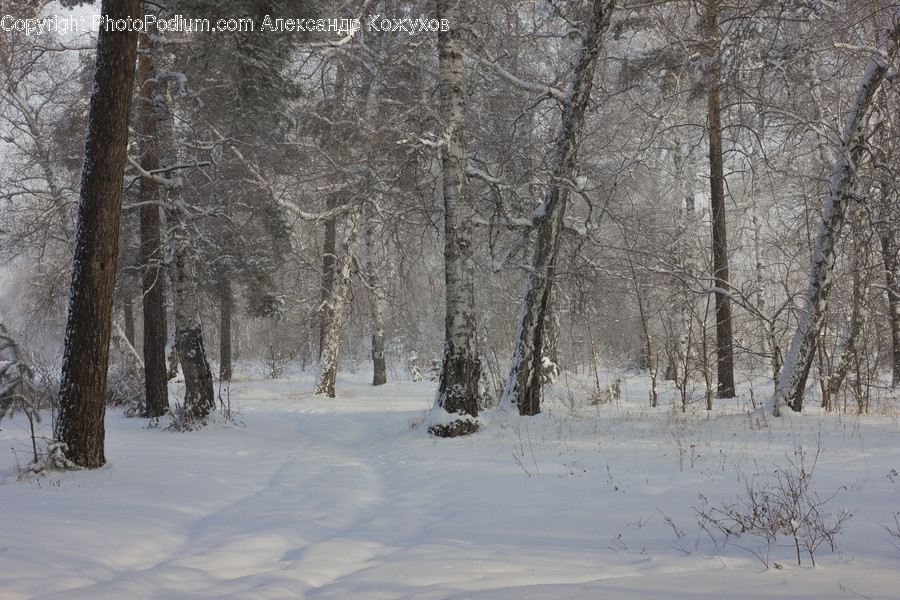 Nature, Outdoors, Winter, Storm, Snow