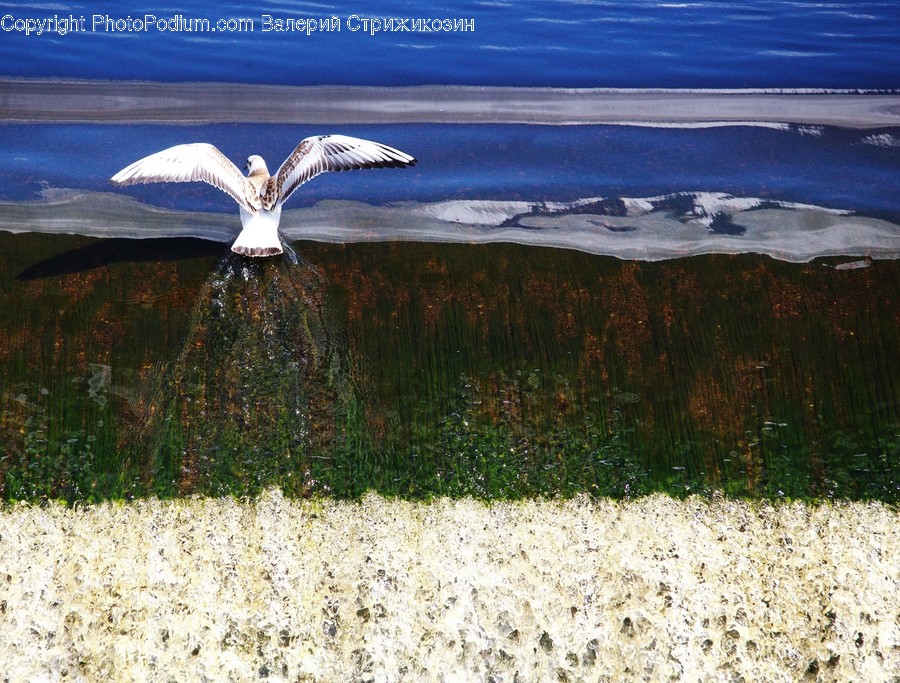 Bird, Animal, Waterfowl, Flying, Egret