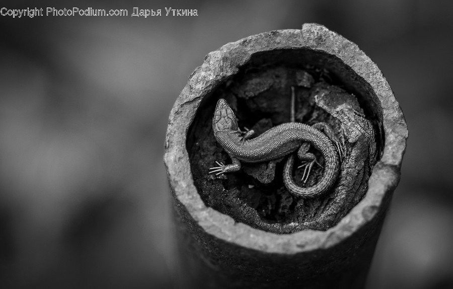 Gecko, Reptile, Lizard, Animal, Snake