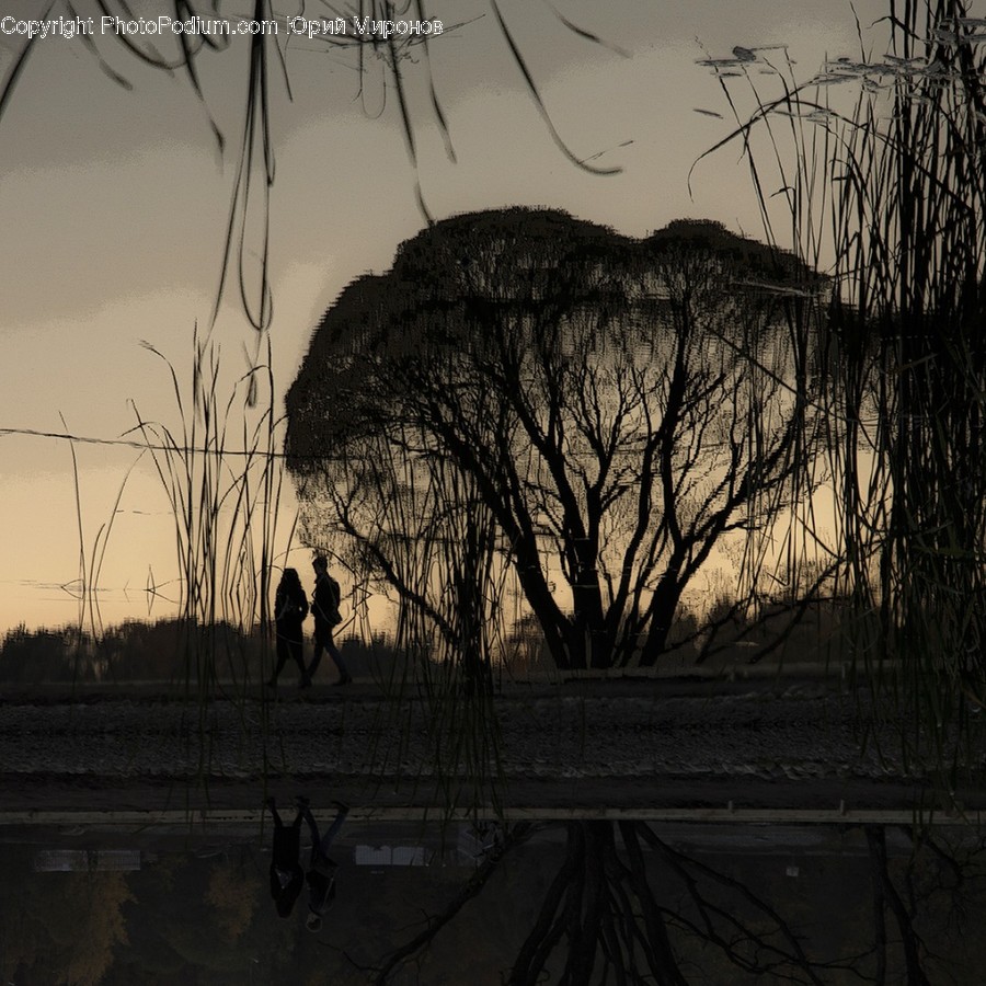 Tree, Plant, Grass, Human, Person