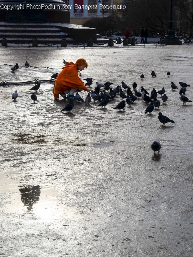 Animal, Bird, Human, Person, Water
