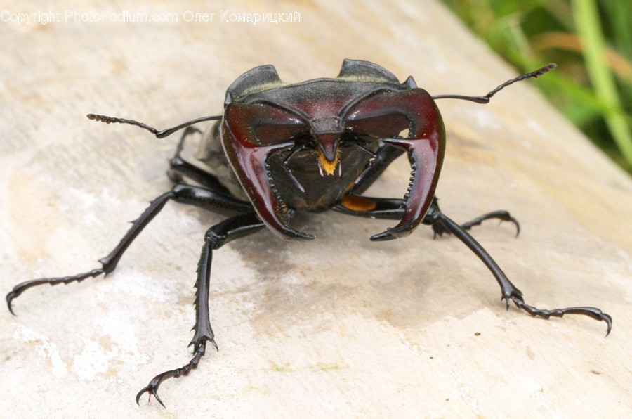 Animal, Food, Spider, Invertebrate, Arachnid