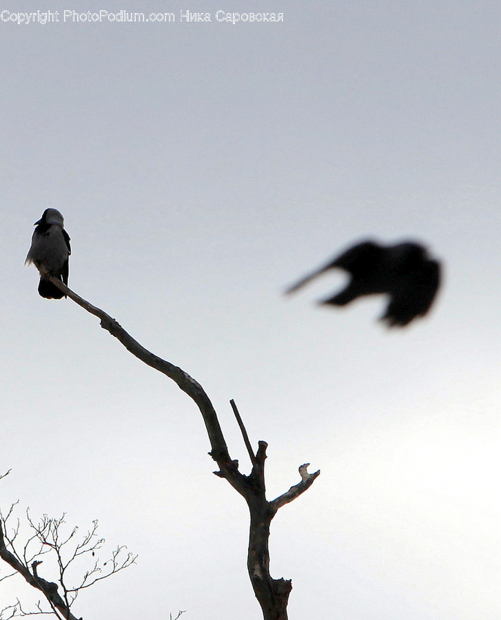 Bird, Animal, Silhouette, Blackbird, Agelaius