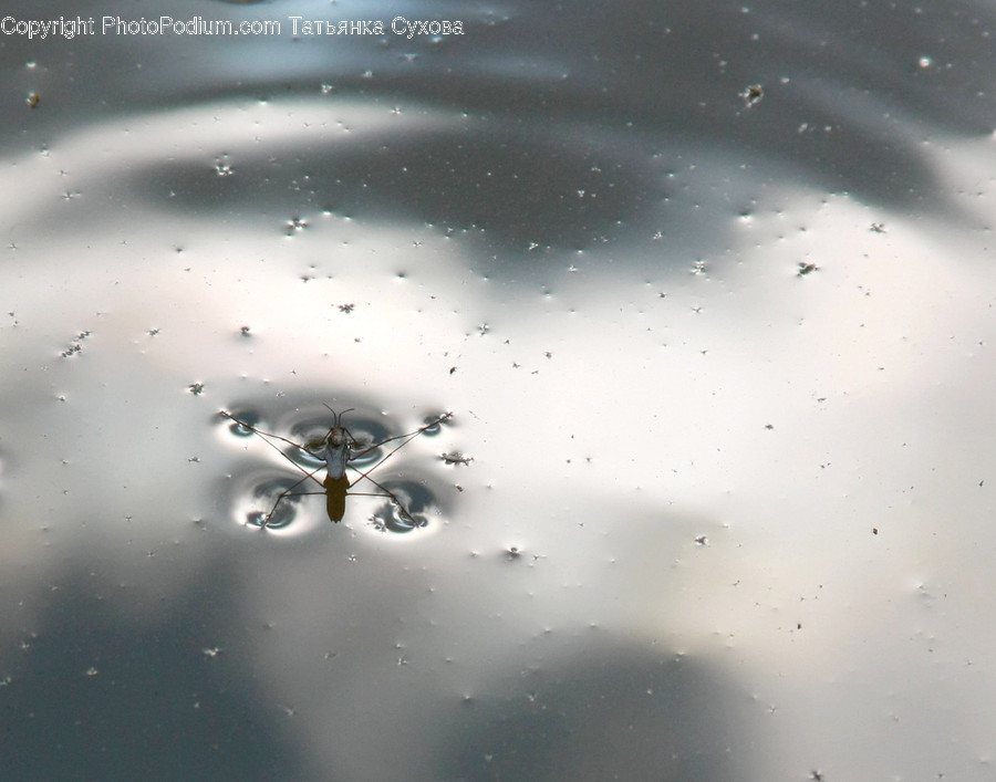 Animal, Arachnid, Invertebrate, Spider, Droplet