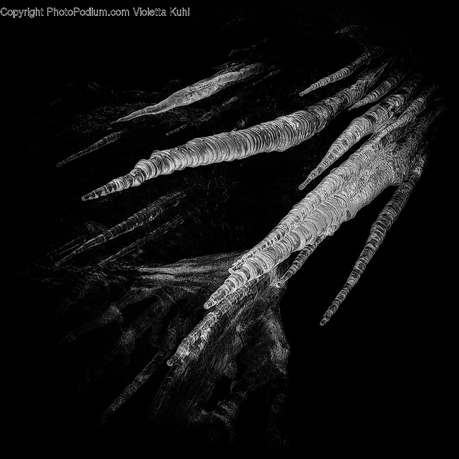 Plant, Root, Tree, Silhouette