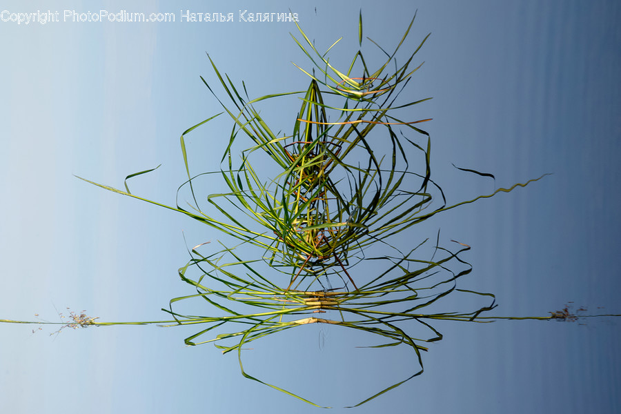 Vegetation, Bush, Plant, Sphere, Coil