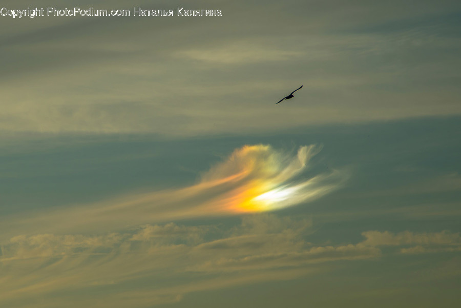 Light, Flare, Animal, Bird, Flying