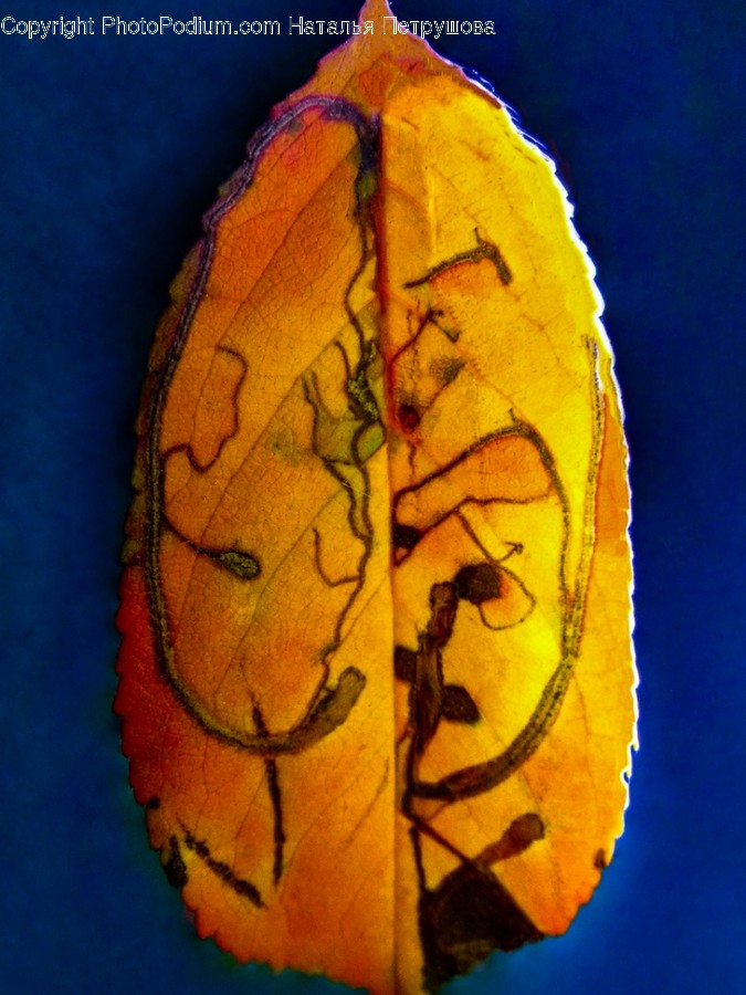 Veins, Leaf, Plant, Crystal