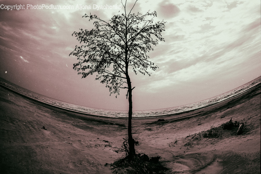 Plant, Tree, Nature, Outdoors, Soil