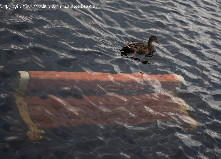 Animal, Bird, Duck, Waterfowl, Mallard