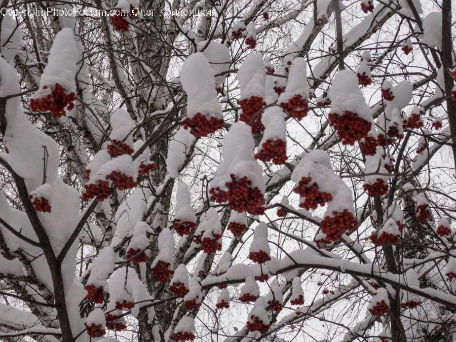 Nature, Outdoors, Ice, Snow, Frost