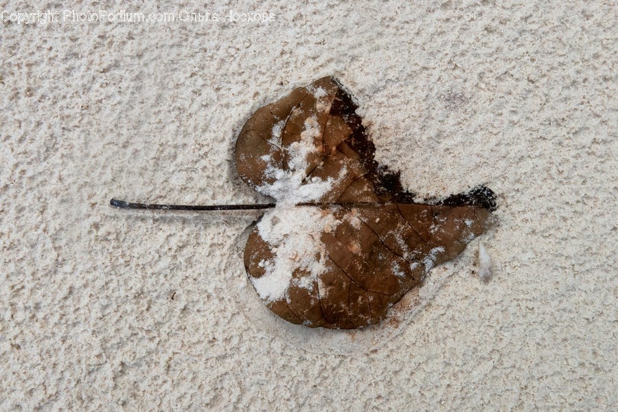 Animal, Insect, Invertebrate, Sand, Outdoors