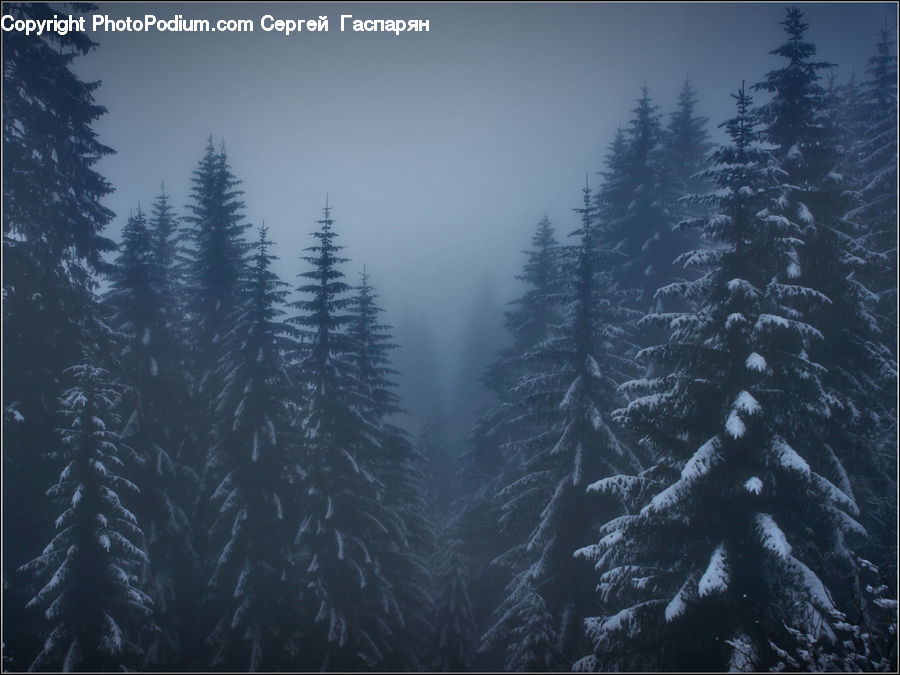 Conifer, Fir, Plant, Tree, Spruce, Wood, Pine