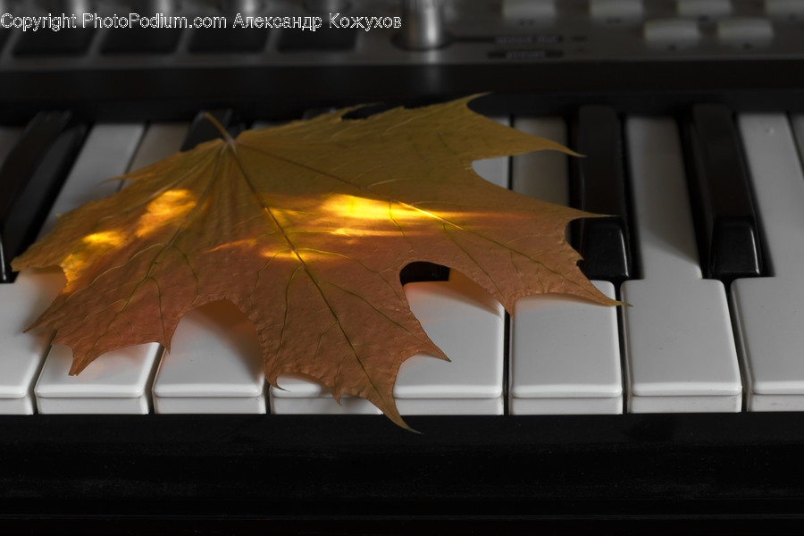 Leaf, Plant, Musical Instrument, Leisure Activities, Piano