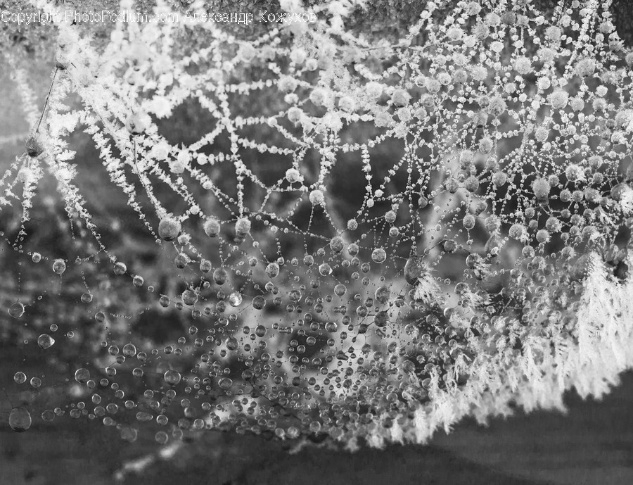 Spider Web, Rug