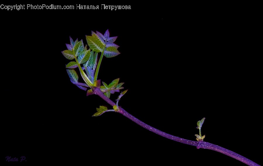 Plant, Flower, Blossom, Acanthaceae, Vase