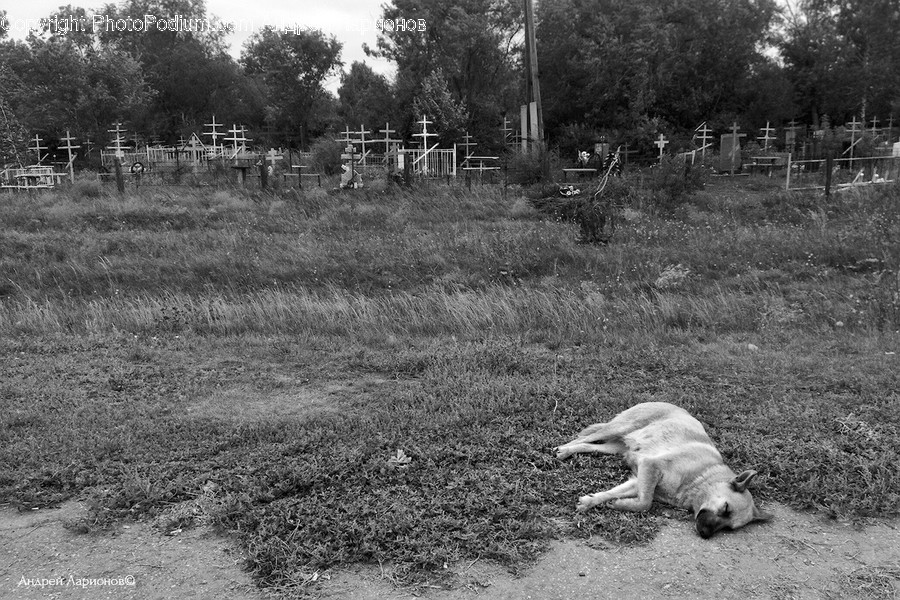 Ground, Outdoors, Nature, Yard, Pet
