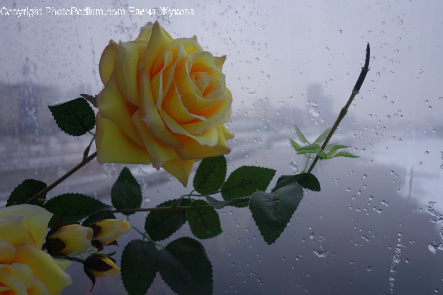 Plant, Flower, Blossom, Rose, Droplet