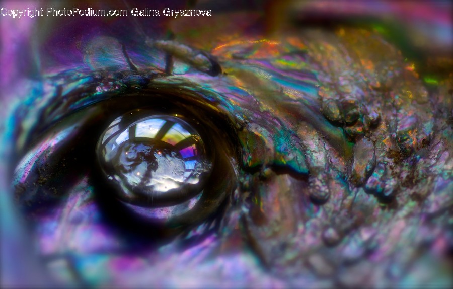 Droplet, Animal, Fish, Dye