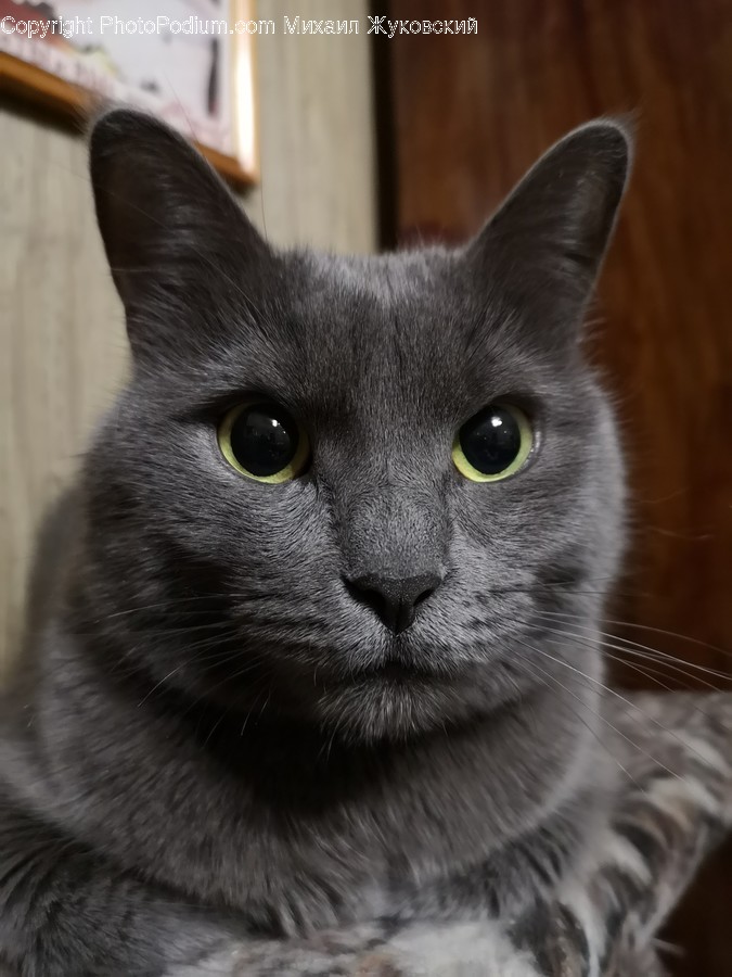 Cat, Animal, Mammal, Pet, Black Cat